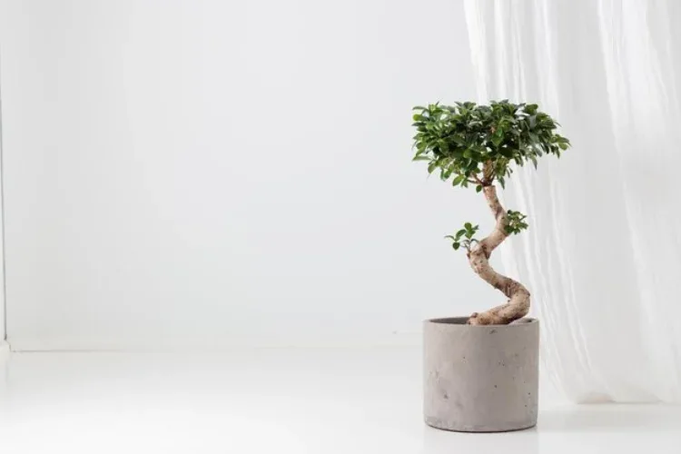 bonsai serut minimalis