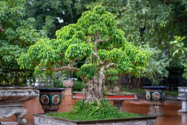 bonsai serut taman terbaik