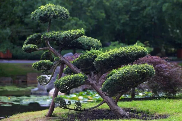 bonsai taman cemara udang