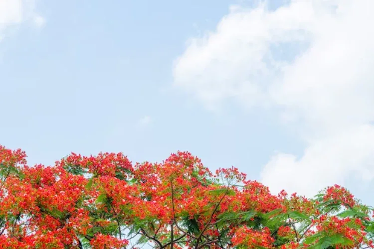 bonsai taman pucuk merah