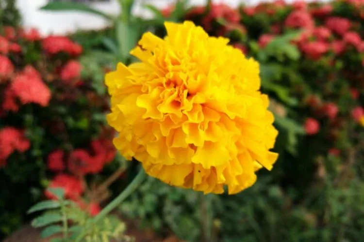 bunga celosia kuning