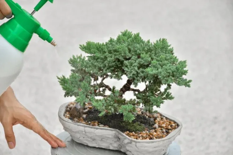 cara membuat bonsai taman serut