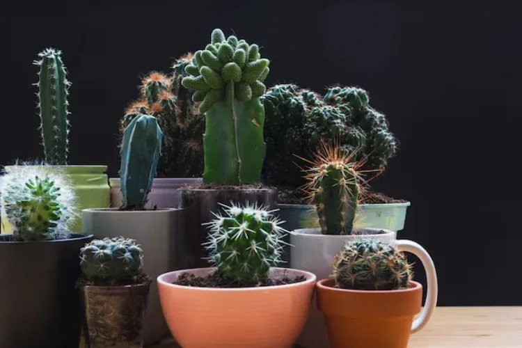 cara membuat taman kaktus mini