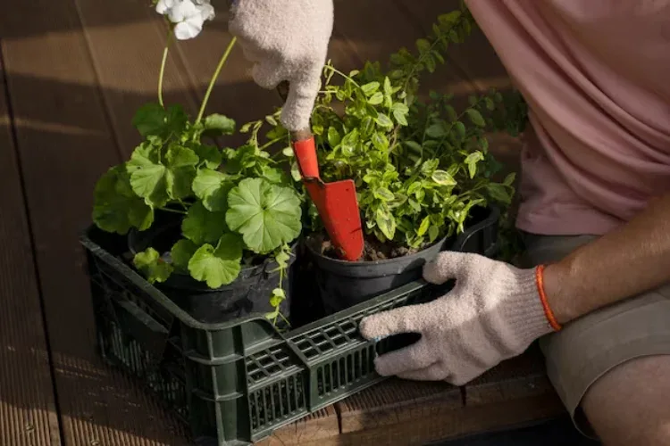 cara membuat taman sayuran di rumah