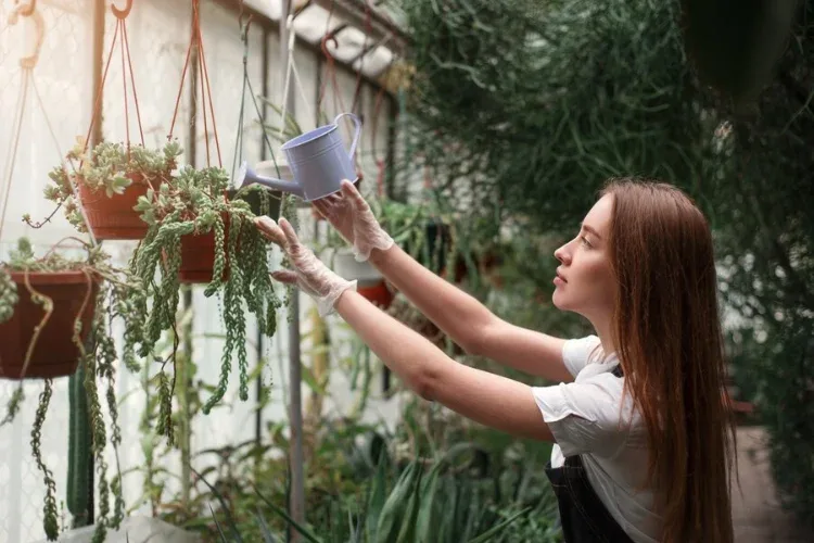 cara membuat tanaman vertikal garden